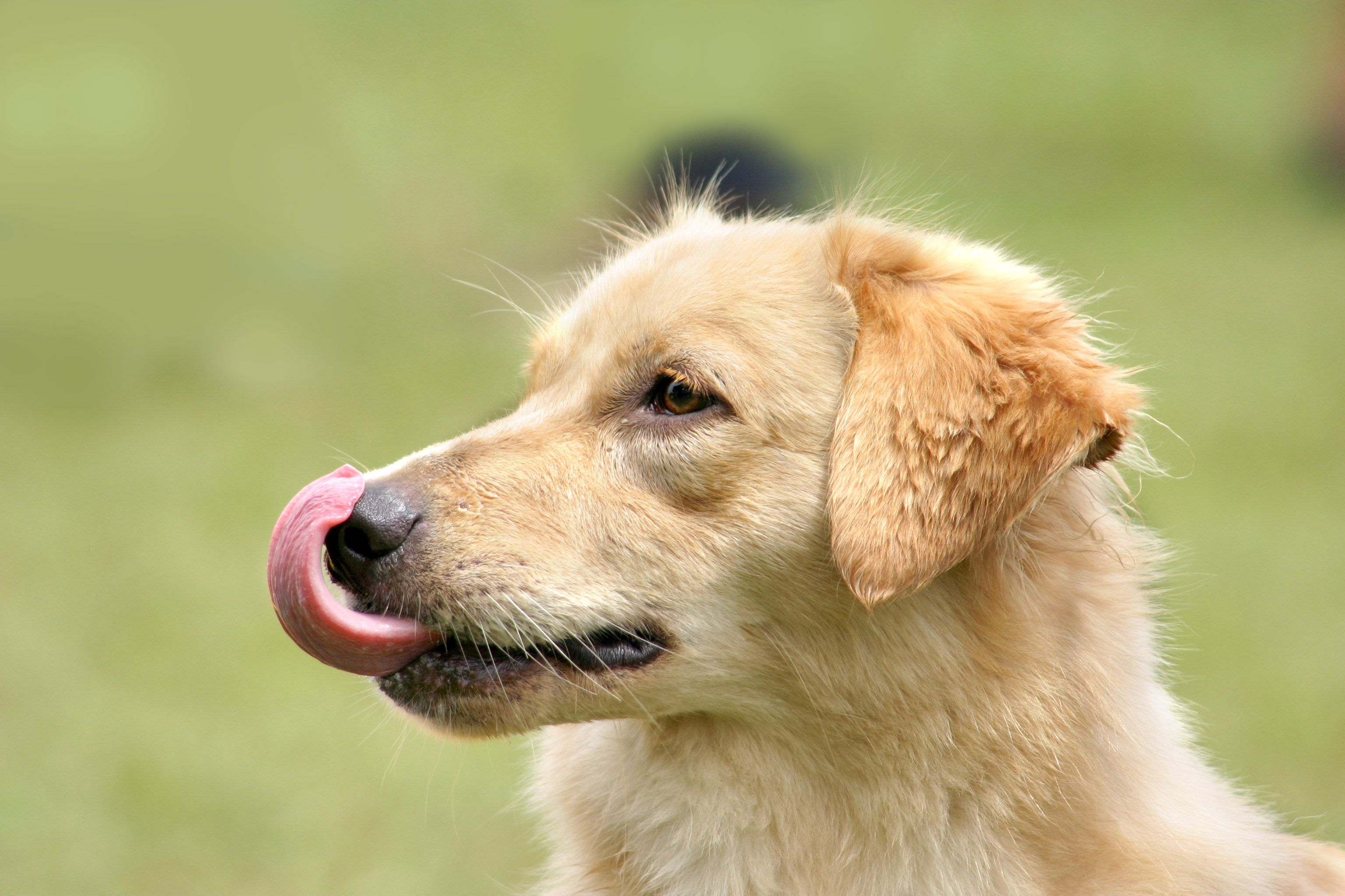 Μήπως γνωρίζετε την οσφρητική ικανότητα του σκύλου σας;
